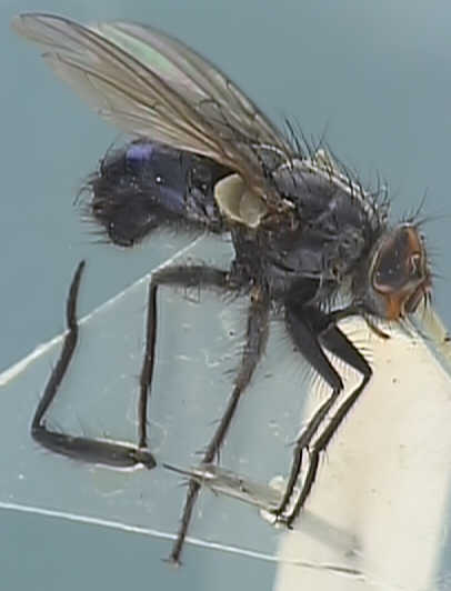 Calliphora subalpina